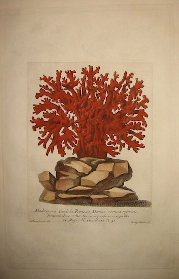 Gualtieri Niccolò (1688-1744) Madrepora candida, Ramosa, Damae cornua referens, foraminibus rotundis in superficie insignita... 1742 Firenze